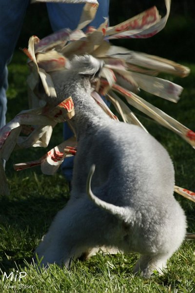 2010-10-03 Coursing-Training GE (37).jpg